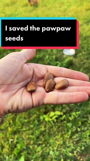 Planting Paw Paw Seeds for Future Harvests