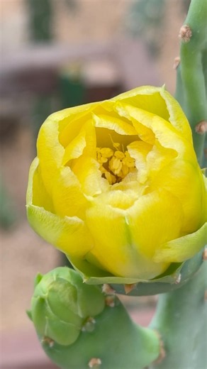 🌼 1년에 단 한 번! 보검선인장(백년초)의 화려한 외출