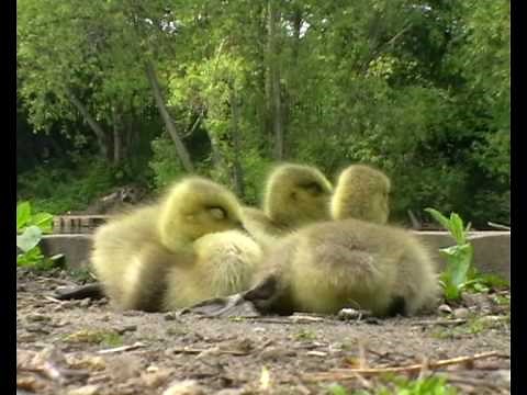 Canada Geese Goslings