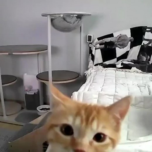 Archer (@archer_uwu)’s videos with cat shatter - Archer