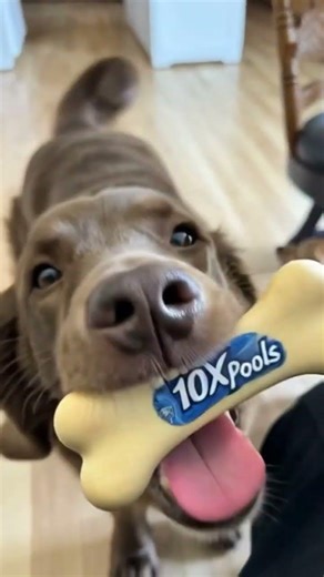 Even your pets get excited to get a NEW POOL !!! ( Set Up a FREE Pool Survey ! ) Call 630-383-1667