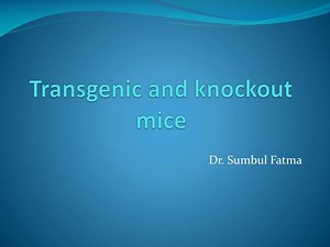 Transgenic and knockout mice - SlideServe