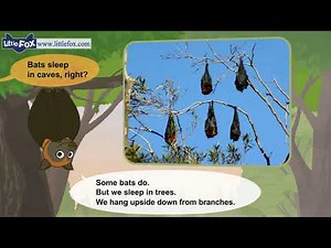 L2 018 Meet the Animals 18 Flying Fox