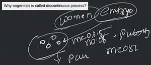 Why oogenesis is called discontinuous process?... | Filo