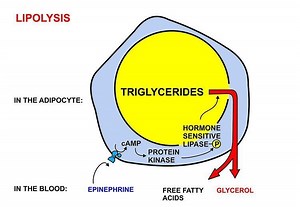 Fatty acid metabolism - Alchetron, The Free Social Encyclopedia