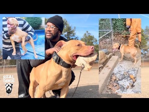 Brickhouse Performance: Hanging Papers and How it Happened to me + Canelo Accidentally Bites me!