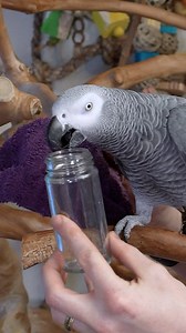 Now Apollo’s answering multiple choice questions with qualifiers! We’re still ironing out how to adjust English grammar to be more consistent to help him understand better. | Apollo and Frens