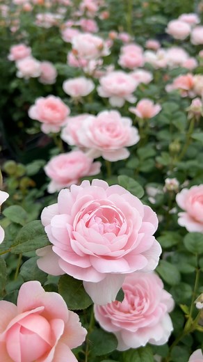 Enchantingly lovely and utterly unique, it’s no wonder that Queen of Sweden (Austiger) is favoured by so many gardeners. Its exquisite cupped blooms stand perfectly proud, never drooping or hanging heavily, consistently flowering throughout summer. | David Austin Roses