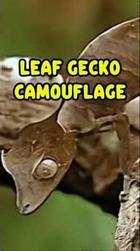 Leaf-tailed Gecko: A Camouflage Reptile from Madagascar