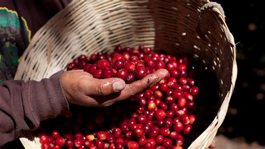 Coffee farms suffer weeks of extra damaging heat because of climate change