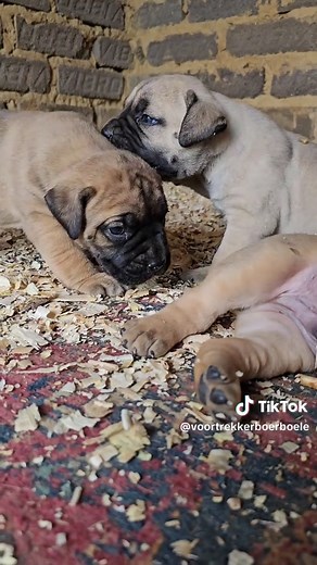Registered Boerboel Puppies Available for Adoption