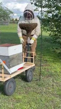 Catching back a big swarm of Honey Bees on a Russian Scion