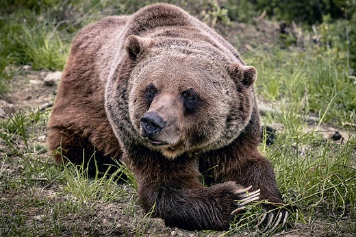 Meet Boo The Bear: The Resident Grizzly At Kicking Horse Mountain Resort | Non Stop Destination