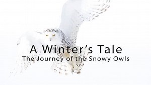 2.9K views · 44 reactions | Relish in the magic of winter with the...