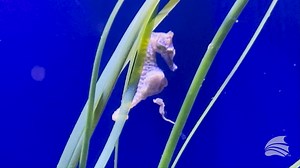 204 reactions · 45 shares | One of our biologists caught a dwarf seahorse giving birth on camera! This male gave birth to eight babies, each averaging around three millimeters in length. #FloridaAquarium #CaughtOnCamera #SeahorseBirth | The Florida Aquarium | Facebook