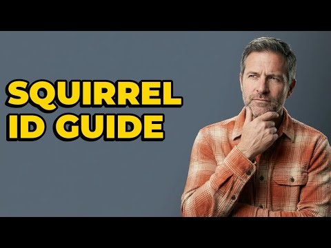 What Are Common Squirrel Species To Identify?