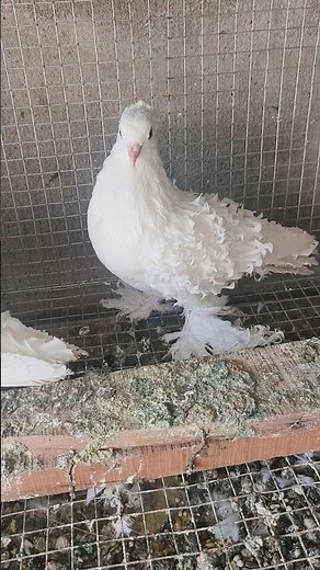 white frillback kabutar available