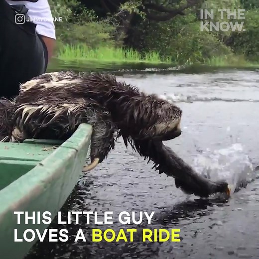 13M views · 42K reactions | Have you enjoyed anything as much as this sloth enjoys a free boat ride? 殮 (via @InIn The Know Daily) | Yahoo Canada | Facebook
