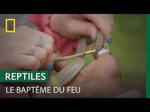 Une chasseuse de serpents se fait mordre pendant une capture