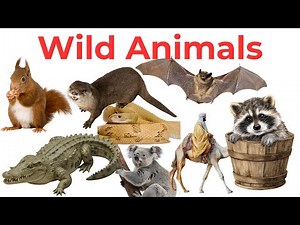 40 Wild Animals Names | Wild Animals List for Kids & Beginners
