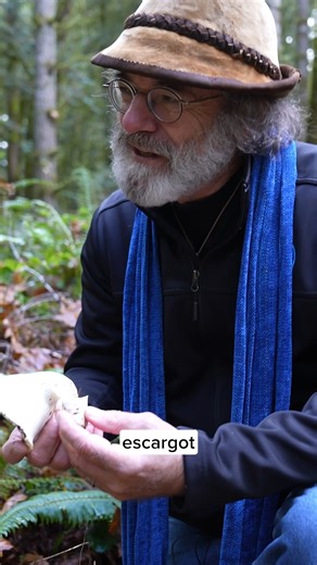 Fungi Perfecti® on Instagram: "Wild fruiting bodies are beautiful… but in the forest, even Lobster Mushrooms (Hypomyces lactifluorum) participate in a full ecological potluck. Insects, microbes, and countless other organisms quickly turn mature mushrooms into bustling nutrient hubs. In other words: nature’s “extra protein” is simply the food web doing its job. 🐛😅​ At Fungi Perfecti, LLC, we study mushrooms in their natural habitats and cultivate certified organic mushroom mycelium in controlle