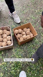 वक्त ने बड़ा कर दिया है हमें उम्र से मगर दिल की मासूमियत अभी भी वही है॥ We are running an awareness programme about condition of stray cows in Delhi. As you can see, the condition of stray cows in delhi is getting worse day by day... because of us they are forced to live in harsh conditions and search food at garbage dumps. We start our day with their milk and imagine what quality milk we are consuming. Come forward... help them... feed them well... DO NOT GIVE FOOD IN POLYTHENE AT ALL. #humanit