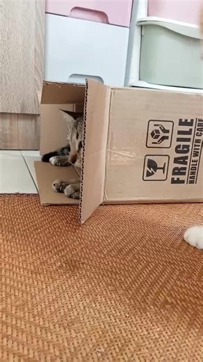 bungangela (@bungangela)’s videos with Gangster - Movie Soundtrack - Riposta