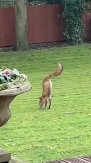 485K views · 3.5K reactions | A fox with just two legs turned up in a back garden in Ilkeston. | BBC Derby | Facebook