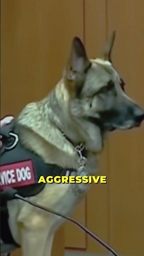 Landlord Tries to Evict Veteran Over Service Dog