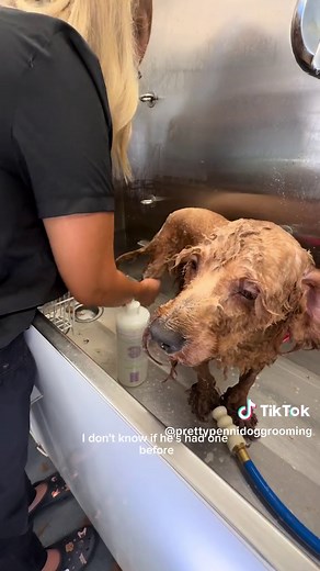 Debunking the Myth: Low Maintenance Dog Grooming