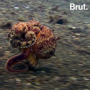 Une pieuvre qui se déplace avec une noix de coco sous "le bras". C'est l'étonnant comportement observé dans les profondeurs de l'océan Pacifique. | Brut nature FR