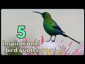 5 INSPIRATIONAL BIRD QUOTES - part 1