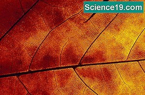 Jednostavni eksperimenti s kromatografijom 💫 Znanstveno-Popularni Multimedijalni Portal. 2025