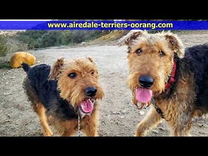 Larger Airedale Terriers