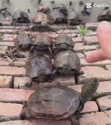 Turtle #funnymemes #helpmemakethismakesense #pleasedontletthisflop #memes #fypシ #fyp #funny