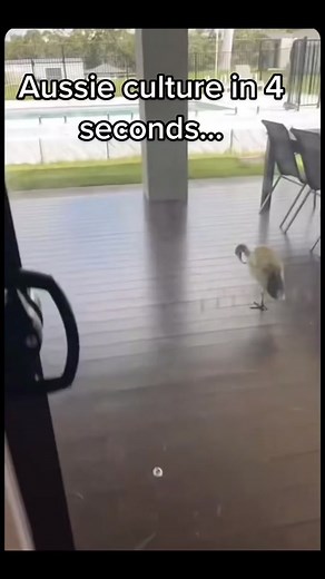 #stitch with @Chasseurs_Occitans I am sure many of you have questions… but yes this is fairly normal here in Aus. #fyp #naur #aussie #aussiethings