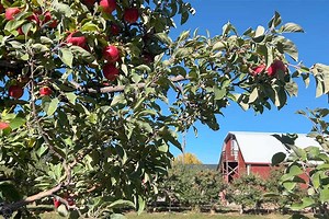How an impulsive decision to plant apple trees 30 years ago became a successful family-owned business - East Idaho News