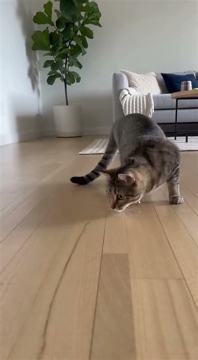 Fuuny Moment Of a Cat Chasing a Red Laser Dot 🤣🤣🤣 #laugher #funny #prank #catshorts #catvideos