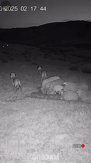 2.1M views · 23K reactions | Two Kangals vs Three Wolves: The Night...