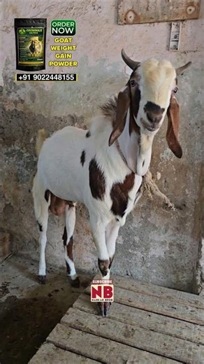 Qurbani ke Bakre😍 #bakraeid #bakraeid2026 #bakraeidspecial #bakra #goats #trending #biggoats