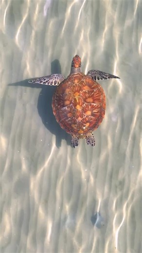 The perfect design. Look closely at a turtle’s shell and find how their intricate designs and variations tell their journey through life. From their approximate age to the hardships they’ve faced. Not all turtles are as fortunate as this one, who seems so far to have had a beautiful life with this near perfect shell. #greatbarrierreef #oceanlife #wildlife #turtle | Master Reef Guides