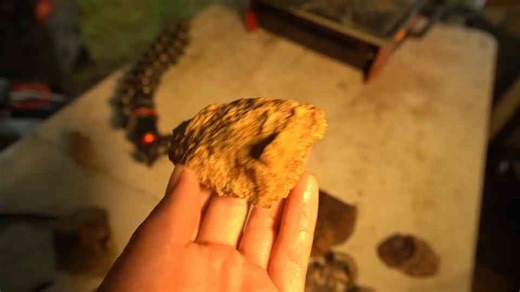 What’s inside this 20 million year old fossil coral