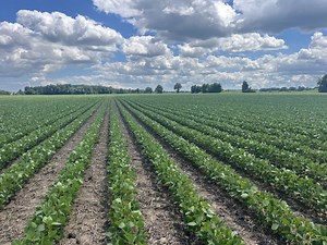 Soil School: Understanding field potential and setting yield goals