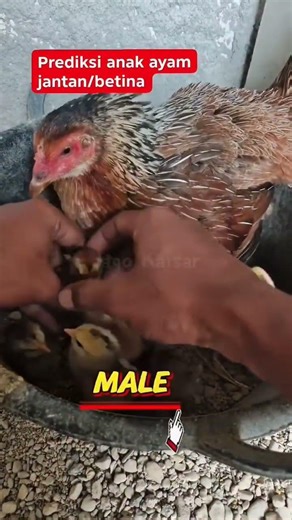 difference between Male or female 🐓🐔 #birds #roosterfarm #birds #ytshorts #youtubeshorts #newyoutube
