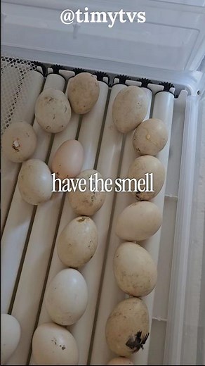 exploding eggs problem #chicken #chemistry #agriculture #researcher