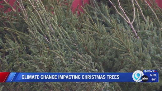 Interview: Climate change impacting Christmas trees