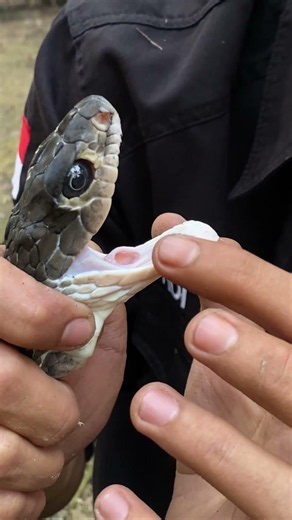 Indo juga punya black mamba #snake