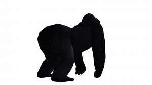 Chimp & Chimpanzee howl roaring,Endangered wild monkey animal.anthropomorphism. cg_02389