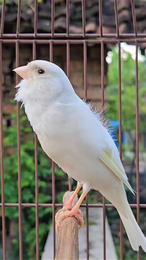 wonderful sounds of nature | sounds #animals #birds #nature