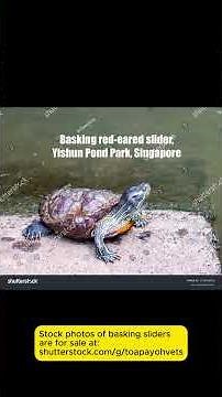 #singapore #sliders #health #basking #ultravioletlight #stockphotos #redearedslider #veterinary